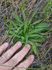 Sabatia kennedyana
