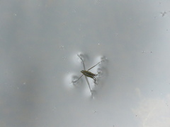 Gerridae