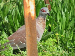 Columba guinea phaeonota