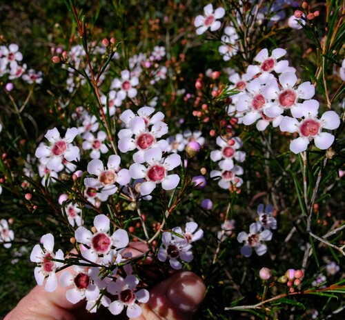 Image of Chamelaucium uncinatum by (c) Peter Crowcroft, some rights reserved (CC BY)