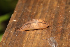 Ambigolimax valentianus