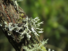 Lecanoromycetidae