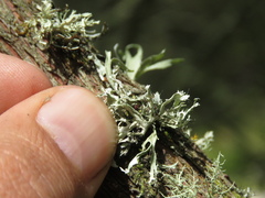 Lecanoromycetidae