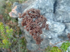 Crassula undulata