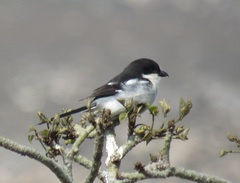 Lanius collaris collaris