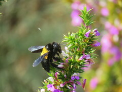 Xylocopa caffra
