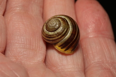 Cepaea hortensis
