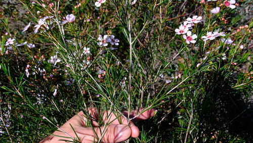 Image of Chamelaucium uncinatum by (c) Peter Crowcroft, some rights reserved (CC BY)