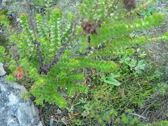 Crassula undulata