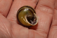 Cepaea hortensis