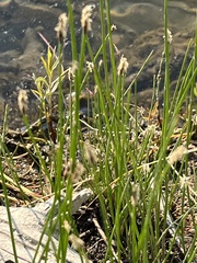 Eleocharis