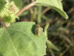 Lepyronia coleoptrata