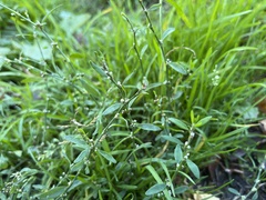 Polygonum aviculare