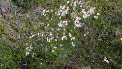 Chamelaucium