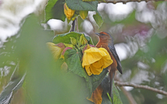 Conirostrum rufum