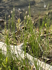 Eleocharis