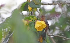 Conirostrum rufum