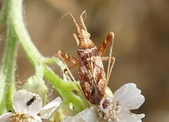 Phytocoris