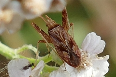 Phytocoris