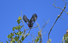 Anisognathus igniventris