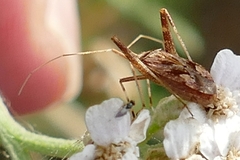 Phytocoris