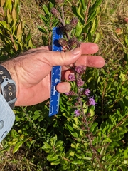 Liatris novae-angliae