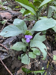 Barleria