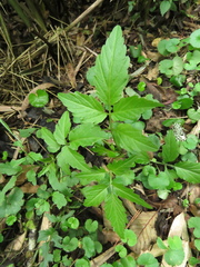 Cardamine ovata