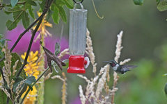 Chaetocercus mulsant