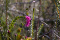 Boronia serrulata