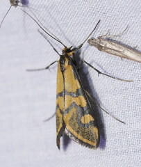 Metallarcha tetraplaca