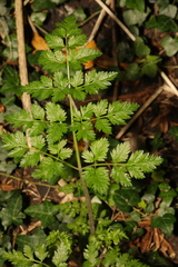 Anthriscus sylvestris