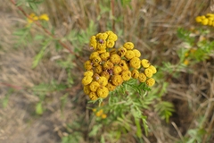 Rhopalomyia tanaceticola