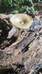 Gerronema strombodes