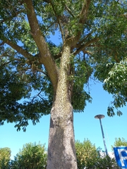 Ceiba speciosa