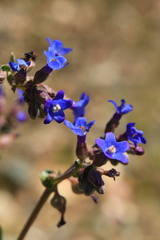 Anchusa