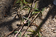 Psammodromus algirus