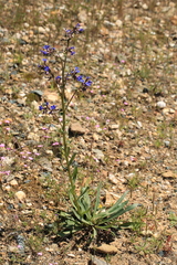 Anchusa