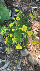 Aureolaria pedicularia