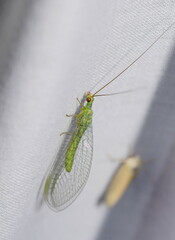 Plesiochrysa ramburi