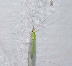 Plesiochrysa ramburi