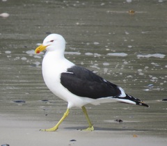 Larus dominicanus vetula