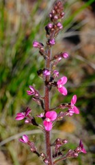 Stylidium elongatum