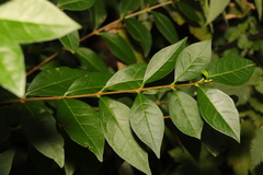 Ligustrum ovalifolium