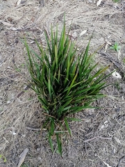 Dianella brevicaulis
