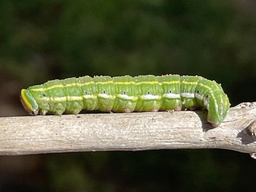 Northern Pine Sphinx photo 5