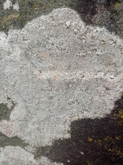 Protoparmeliopsis muralis