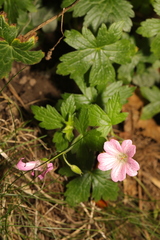 Geranium × oxonianum