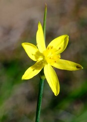 Tricoryne elatior