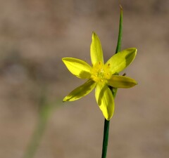 Tricoryne elatior